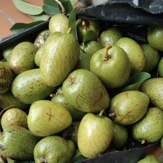 quả bình bát phơi khô 1kg