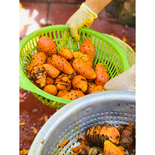 BOND14 - Bột nghệ đỏ nguyên chất