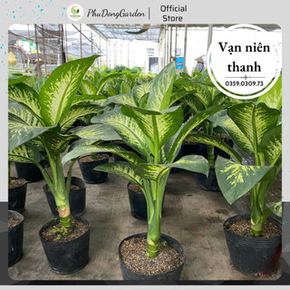 Cây Vạn Niên Thanh cao 50cm, Cây nội thất đẹp dễ chăm sóc, Thanh lọc không khí, Hợp ngươi mệnh Thủy