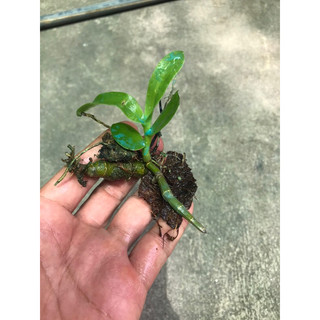 hoa lan trầm tím rừng lào