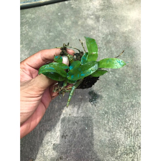 hoa lan trầm tím rừng lào