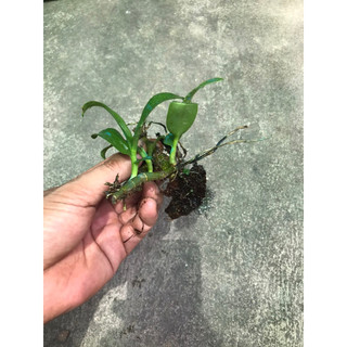 hoa lan trầm tím rừng lào