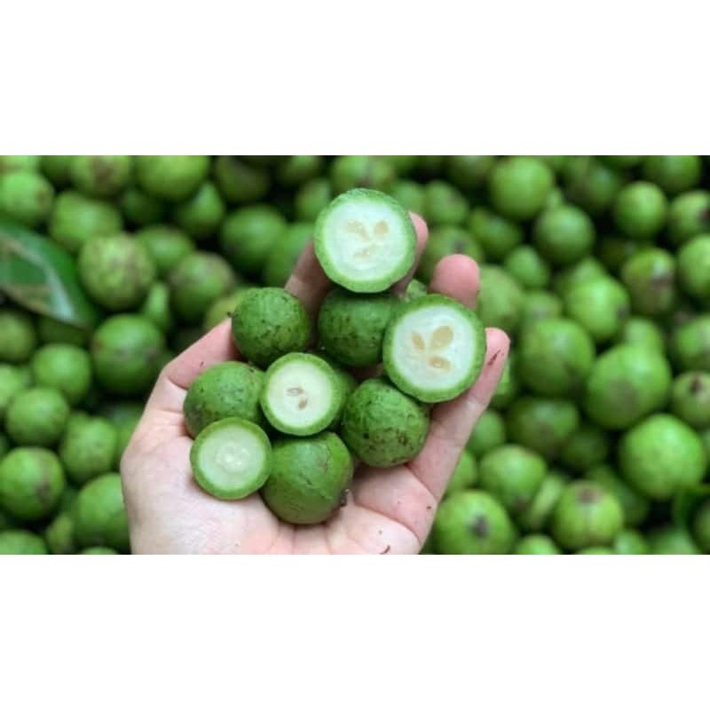 Sấu đông lạnh Viba gói 300gr tươi như vừa mới hái [HN giao hoả tốc] - Ảnh 4