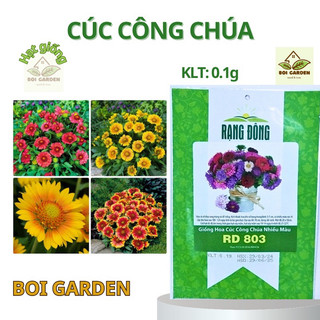Hạt giống hoa cúc công chúa nhiều màu