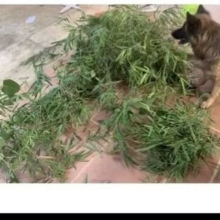 1 kg lá tre rừng cành và lá