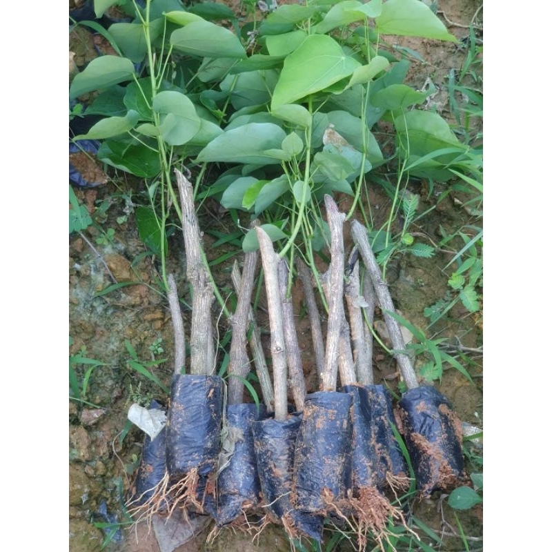 Combo 10 cây giống rau bò khai