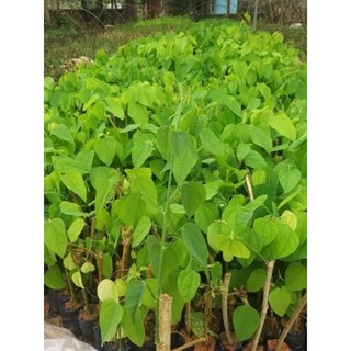 Combo 10 cây giống rau bò khai