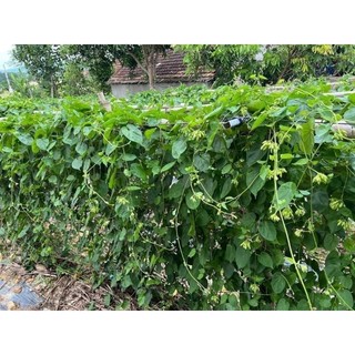 Cây giống hoa thiên lý
