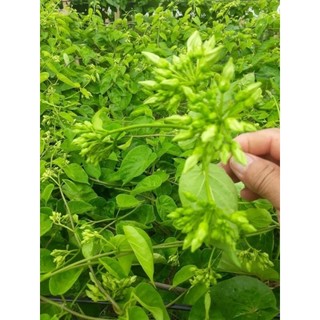 Cây giống hoa thiên lý ( siêu hoa)