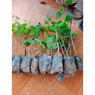 Cây giống hoa thiên lý ( siêu hoa)