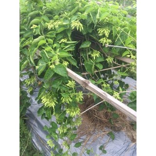 Cây giống hoa thiên lý ( siêu hoa)