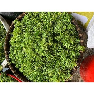 Combo 5 cây giống hoa thiên lý