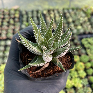 Sen đá móng rồng size bầu 5cm hư 1 đổi 1