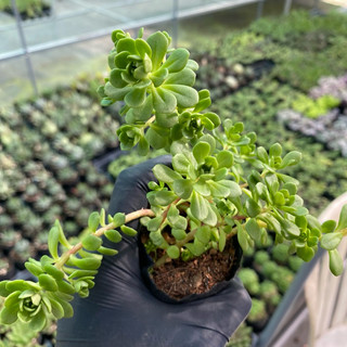 Sen đá Sedum hoa hồng cute size bầu 4cm Hư 1 đổi 1