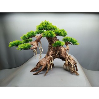 Cây gỗ Lũa Bonsai Tán Tùng [Cam, đỏ, xanh, vàng kem]
