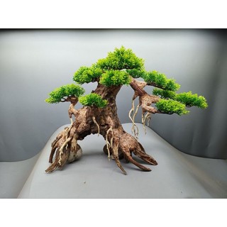 Cây gỗ Lũa Bonsai Tán Tùng