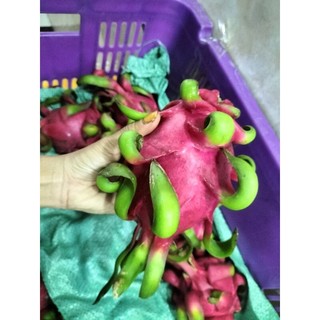 thanh long ruột đỏ 1kg
