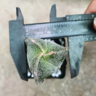 Xương Rồng Astro 3 cạnh size 3-3.5cm