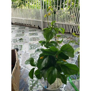 Cây Lan Hoàng Dương( tặng kèm phân bón)