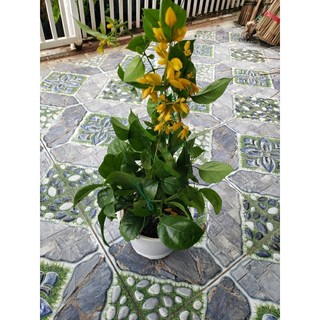 Cây Lan Hoàng Dương( tặng kèm phân bón)