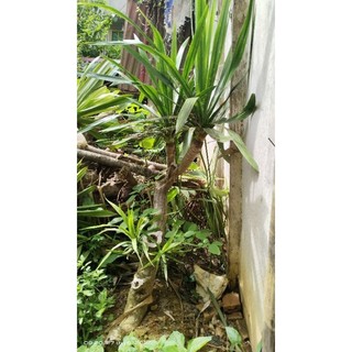 Phát tài núi gần đã thuần rễ