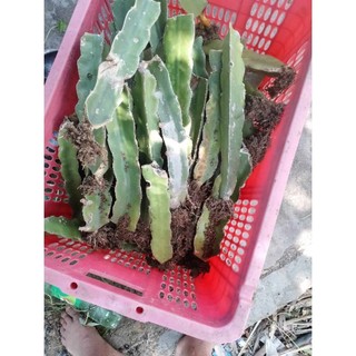 5 cây giống thanh long ruột đỏ coá rễ