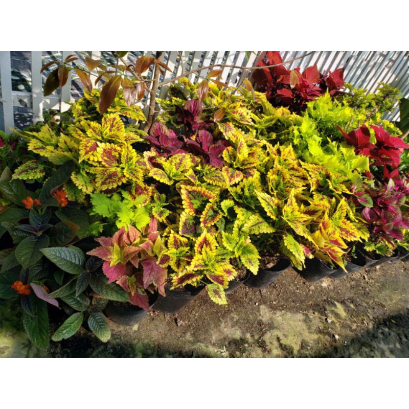 Cây Gấm thái( không ship miền Trung và miền bắc)