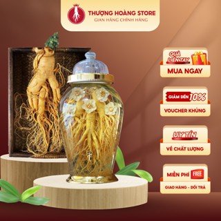 Nhân Sâm Tươi Nguyên Củ Hàn Quốc Đến 20 Năm Tuổi - Nhân Sâm Thượng Hoàng từ Geumsan Korea - Nhân Sâm Tươi Tốt Sức Khỏe