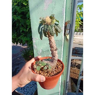 Xương rồng euphorbia Củ mặt trời size 3cm 15k 1 củ