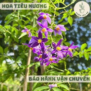 Cây Tiêu Nương dây leo có hoa trồng sân vườn sai hoa lặp hoa quanh năm vườn của an