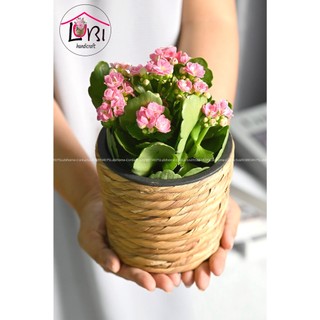 [Lubi Home] - Chậu cây đan lục bình xinh xắn