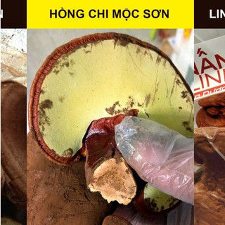 250G NẤM HỒNG CHI THƯỢNG HẠNG MỘC SƠN CÒN NGUYÊN BÀO TỬ