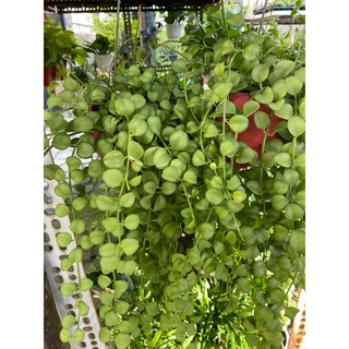 Lan hạt dưa chậu nhỏ