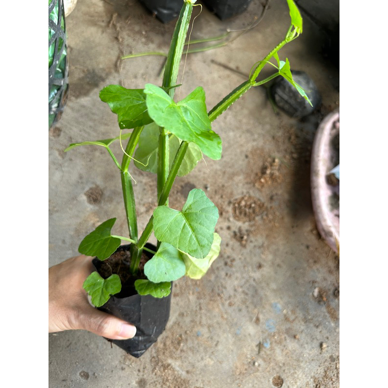 cây chìa vôi 4 cạnh ( tứ diệp)