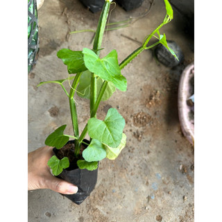 Cây chìa vôi 4 cạnh