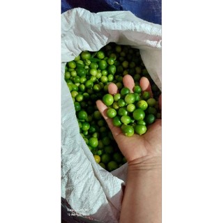 1 kg chanh rừng mẫu sơn tươi