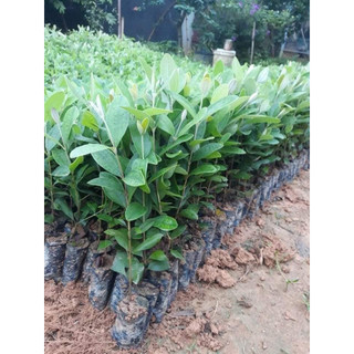 Cây giống sim rừng Tím cao 20-30cm , bầu rễ ổn định