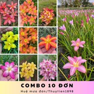 Combo 30 củ hoa huệ mưa đơn chiêu tài, mix màu đẹp