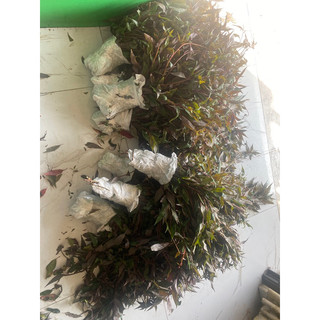 cây dòi tươi thân tím 3kg