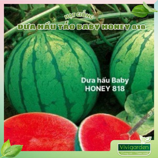 Gói 10 hạt giống dưa hấu táo Baby Honey 818 giòn ngọt đẹp ngon và dễ trồng