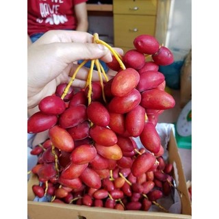 Cây giống chà là  ăn quả đỏ ( khonaizi đỏ)