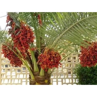 Cây giống chà là  ăn quả đỏ ( khonaizi đỏ)