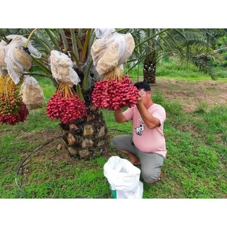 Cây giống chà là  ăn quả đỏ ( khonaizi đỏ)
