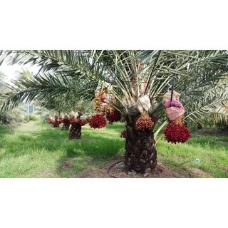 Cây giống chà là  ăn quả đỏ ( khonaizi đỏ)