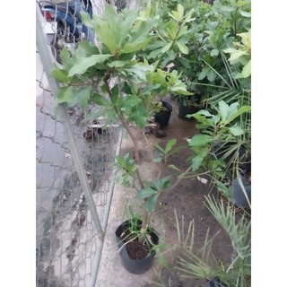 Cây Lộc vừng (hoa đỏ)