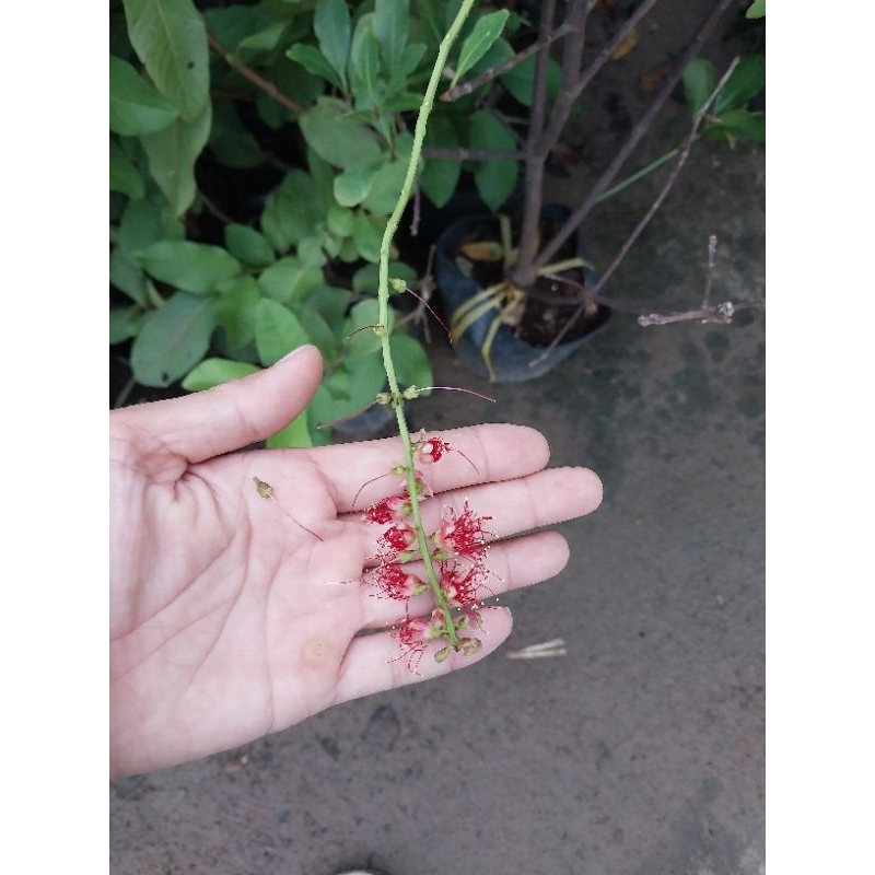 Cây Lộc vừng (hoa đỏ)