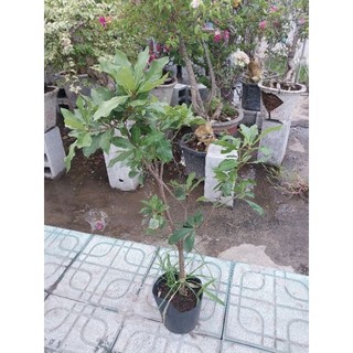 Cây Lộc vừng (hoa đỏ)