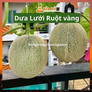 Hạt Giống Dưa Lưới Ruột Vàng Túi 20 Hạt, Chất Lượng Dễ Trồng