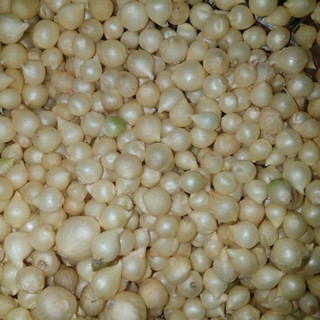 Hành tăm nghệ an 500g hút chân không