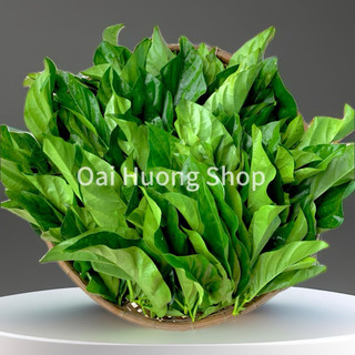 Lá nhàu tươi non